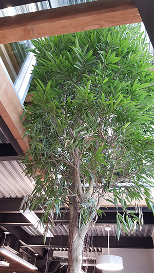 Fig tree in the new addition