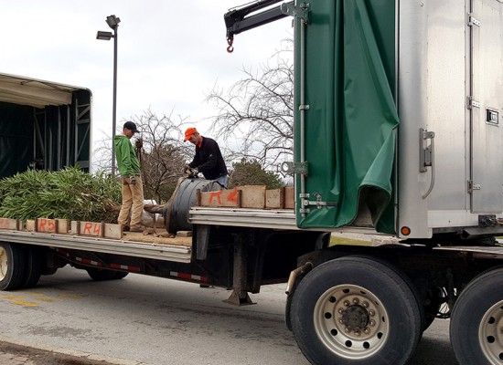 Fig tree arrives at Hamilton District Christian High