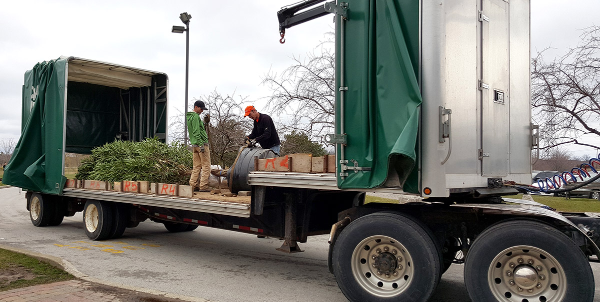 Fig tree arrives at Hamilton District Christian High
